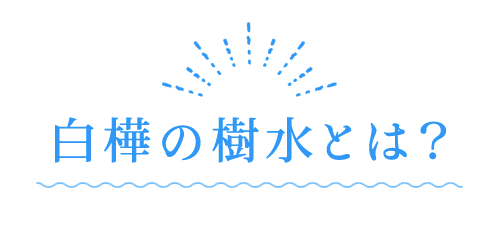 白樺の樹水とは？