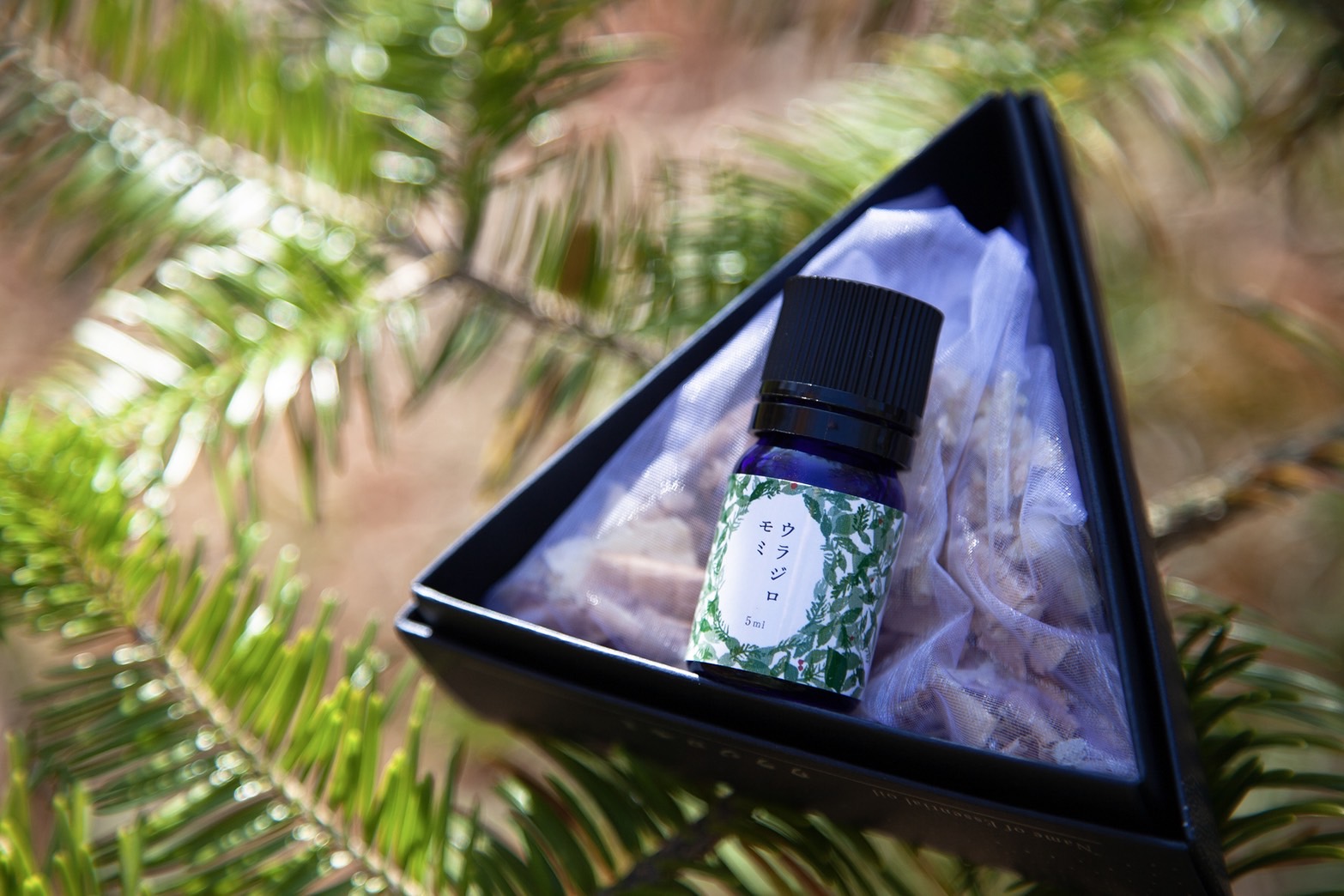 アロマとしても人気の香り、樹木の枝葉から抽出した森の精油（せいゆ）のご紹介　（5） ウラジロモミ